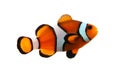 Clownfish