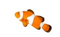 Clownfish