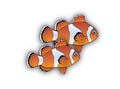 Clownfish