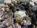Clownfish in actinia plant inside a round coral. Orange and white striped clown fish