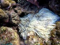 Clownfish in actinia plant inside a round coral. Orange and white striped clown fish