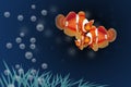 Clownfish with air bubbles