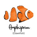 Clownfish. Amphiprion. Marine dweller with colorful body and fins for swimming