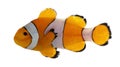 Clownfish, Amphiprion ocellaris Royalty Free Stock Photo