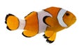 Clownfish, Amphiprion ocellaris Royalty Free Stock Photo