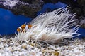 Clownfish (Amphiprion ocellaris) hiding in Sebae anemone (Heteractis crispa)