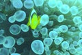 A clownfish Amphiprion Ocellaris . Yellow fish with black and white stripes Royalty Free Stock Photo