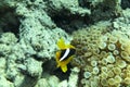 A clownfish Amphiprion Ocellaris . Yellow fish with black and white stripes Royalty Free Stock Photo
