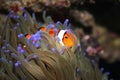 Clownfish Amphiprion percula in host sea anemone