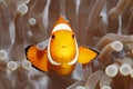 Clownfish, Amphiprion percula, in Sea Anemone Royalty Free Stock Photo