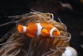 Clownfish Amphiprion sp. Royalty Free Stock Photo