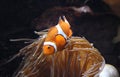 Clownfish Amphiprion sp. swimming underwater Royalty Free Stock Photo