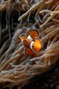 Clownfish Amphiprion sp. Royalty Free Stock Photo