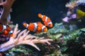 Clownfish or Amphiprioninae