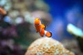 Clownfish or Amphiprioninae