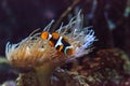 Clownfish, Amphiprioninae, in a marine fish