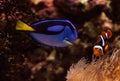 Clownfish Amphiprioninae and royal blue tang