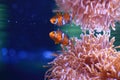 Clownfish or Amphiprioninae on Sea anemone background