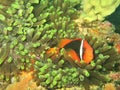 Clownfish in Anemone Coral Royalty Free Stock Photo