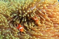 Clownfish in an anemone Royalty Free Stock Photo