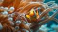 Clownfish and anemone: symbiotic relationship in action ai image Royalty Free Stock Photo