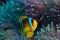 Clownfish and anemone on a tropical coral reef Royalty Free Stock Photo