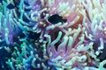 Clownfish and anemone on a tropical coral reef Royalty Free Stock Photo