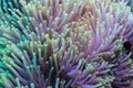 Clownfish and anemone on a tropical coral reef Royalty Free Stock Photo