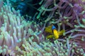 Clownfish and anemone on a tropical coral reef Royalty Free Stock Photo