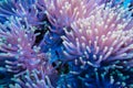 Clownfish and anemone on a tropical coral reef Royalty Free Stock Photo