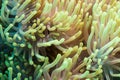 Clownfish and anemone on a tropical coral reef Royalty Free Stock Photo