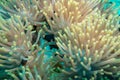 Clownfish and anemone on a tropical coral reef Royalty Free Stock Photo