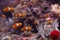 Clownfish and anemonefish Royalty Free Stock Photo