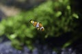 Clownfish or anemonefish Amphiprioninae from the Pomacentridae family