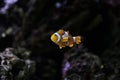 Clownfish or anemonefish Amphiprioninae from the Pomacentridae family