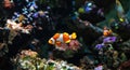 Clownfish or anemonefish Amphiprioninae from the Pomacentridae family