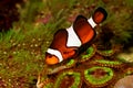 Clownfish Anemonefish aquarium marine fish Amphiprion ocellaris Royalty Free Stock Photo