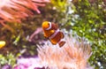 Clownfish or Anemonefish Royalty Free Stock Photo