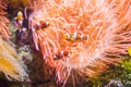 Clownfish or Anemonefish Royalty Free Stock Photo