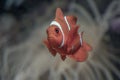 Clown fish swimming among the corals