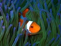 Clownfish or anemonefish are fishes from the subfamily Amphiprioninae in the family Pomacentridae.