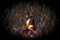 Clownfish or anemonefish on the coral reef of the phi phi islands in the south of Thailand