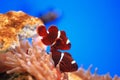 Clownfish or anemonefish Royalty Free Stock Photo