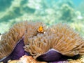 Clownfish anemonefish - Perhentian Islands, Malaysia Royalty Free Stock Photo