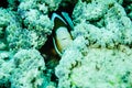 Clownfish (anemonefish) hiding inside anemone in Derawan, Kalimantan, Indonesia underwater photo Royalty Free Stock Photo