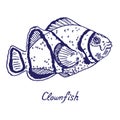 Clownfish Anemonefish, Ocellaris clownfish, Amphiprion ocellaris, hand drawn doodle Royalty Free Stock Photo