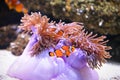 Clownfish or anemonefish on sea anemone background