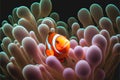 Clownfish in anemones coral anemone clown fish orange colorful Royalty Free Stock Photo