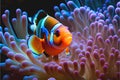 Clownfish in anemones coral anemone clown fish orange colorful