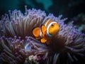 Clownfish Ballet: A Colorful Dance among the Anemone Royalty Free Stock Photo